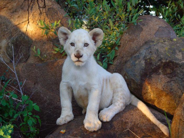  فیلم سینمایی White Lion به کارگردانی 