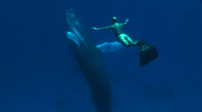  فیلم سینمایی خلیج به کارگردانی Louie Psihoyos