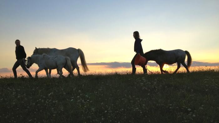  فیلم سینمایی Of Girls and Horses با حضور Ceci Chuh و Alissa Wilms