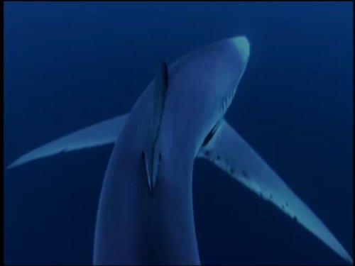  سریال تلویزیونی سیاره آبی به کارگردانی 