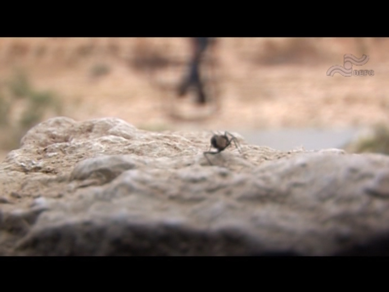  فیلم سینمایی گاودانه به کارگردانی علی فتح لایق زاده