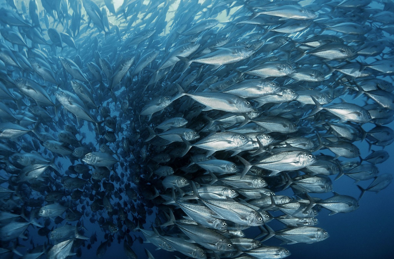  فیلم سینمایی اقیانوس ها به کارگردانی Jacques Perrin و Jacques Cluzaud