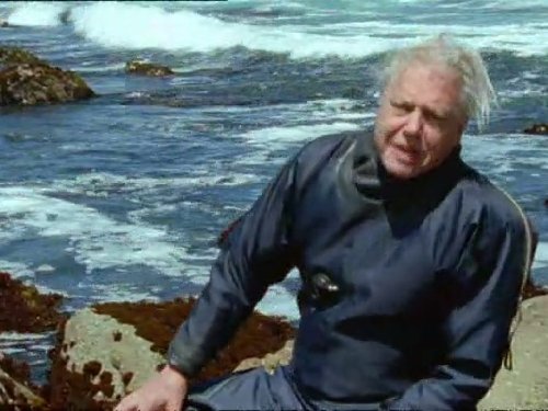  سریال تلویزیونی زندگی پستانداران به کارگردانی دیوید اتنبرو