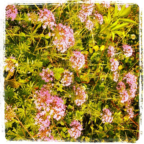 تصویری شخصی از شبنم مقدمی، بازیگر و کارشناس سینما و تلویزیون