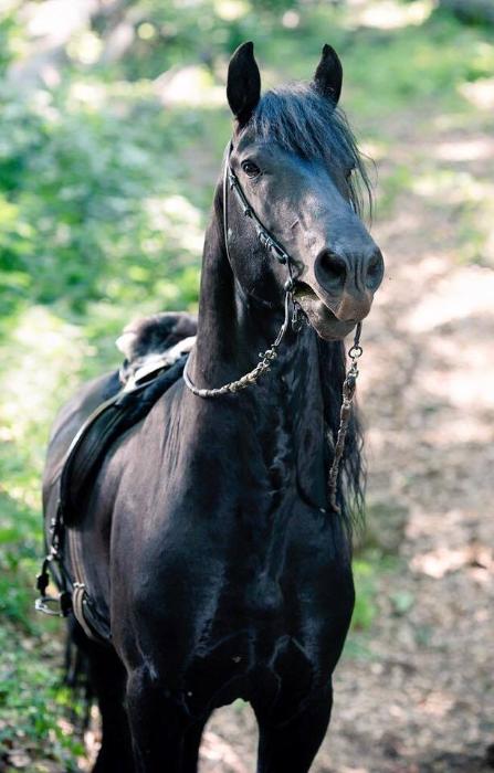  فیلم سینمایی Albion: The Enchanted Stallion به کارگردانی Castille Landon