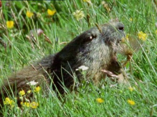  سریال تلویزیونی زندگی پستانداران به کارگردانی دیوید اتنبرو