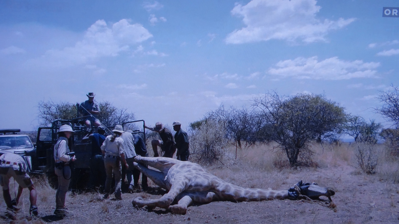  فیلم سینمایی Safari به کارگردانی Ulrich Seidl