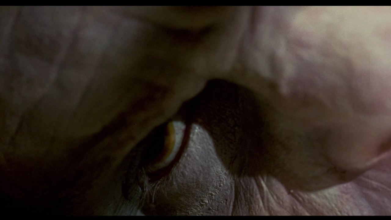  فیلم سینمایی Castle Freak به کارگردانی Stuart Gordon