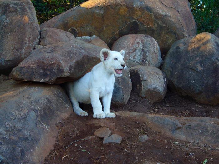  فیلم سینمایی White Lion به کارگردانی 