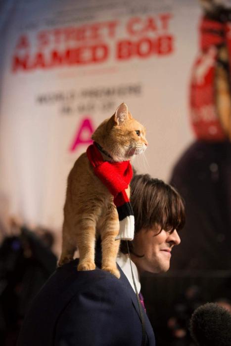 James Bowen در صحنه فیلم سینمایی یک گربه خیابانی به نام باب به همراه Bob the Cat