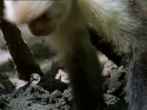  سریال تلویزیونی زندگی پستانداران به کارگردانی دیوید اتنبرو