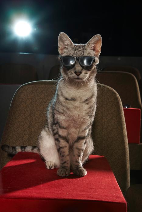  فیلم سینمایی گربه چکمه پوش به کارگردانی Chris Miller