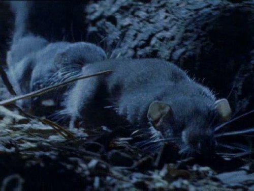  سریال تلویزیونی زندگی پستانداران به کارگردانی دیوید اتنبرو