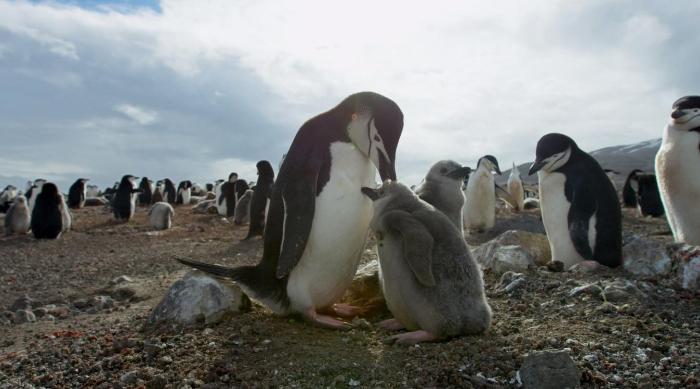  سریال تلویزیونی سیاره زمین 2 به کارگردانی 