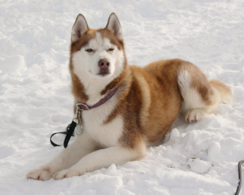  فیلم سینمایی هشت درجه زیر صفر به کارگردانی Frank Marshall