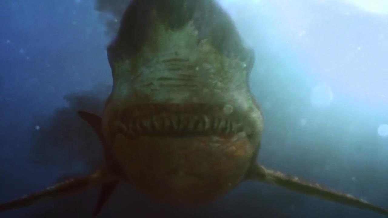  فیلم سینمایی Toxic Shark به کارگردانی Cole Sharpe