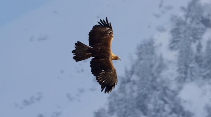  سریال تلویزیونی سیاره زمین 2 به کارگردانی 