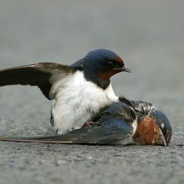 تصویری از پرویز پرستویی، بازیگر و تهیه کننده سینما و تلویزیون در حال بازیگری سر صحنه یکی از آثارش
