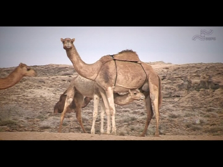  فیلم سینمایی آهنگ ابدیت به کارگردانی عباس صالح مدرسه ای