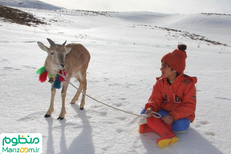  فیلم سینمایی اسکی باز به کارگردانی 