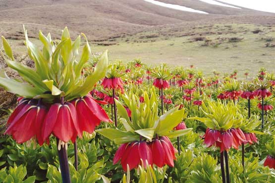  فیلم سینمایی مرگ سیاوش به کارگردانی رسول نجفیان