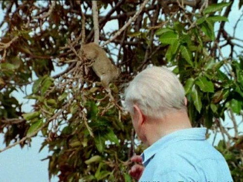  سریال تلویزیونی زندگی پستانداران به کارگردانی دیوید اتنبرو