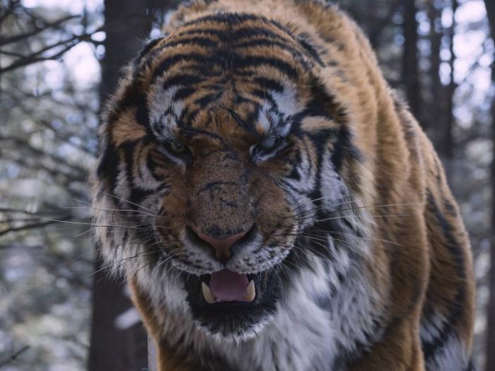  فیلم سینمایی The Tiger: An Old Hunter's Tale به کارگردانی Hoon-jung Park