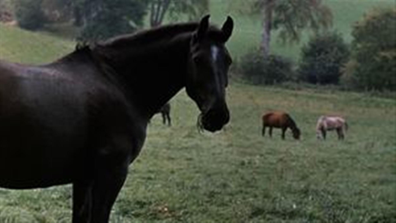  فیلم سینمایی Black Beauty به کارگردانی James Hill