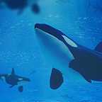 پوستر فیلم سینمایی نهنگ قاتل به کارگردانی ندارد