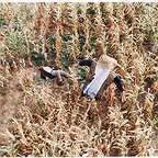  فیلم سینمایی مزرعه پدرى به کارگردانی 