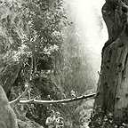  فیلم سینمایی پرستوها به لانه برمی‌گردند به کارگردانی 