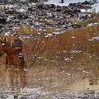  فیلم سینمایی جينگو (روایت معلق) به کارگردانی 