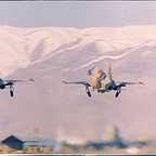  فیلم سینمایی عقاب‌ها به کارگردانی ساموئل خاچیکیان