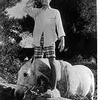  فیلم سینمایی The Horse in the Gray Flannel Suit با حضور Dean Jones