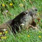  سریال تلویزیونی زندگی پستانداران به کارگردانی دیوید اتنبرو