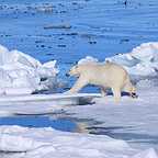  فیلم سینمایی به سمت قطب شمال به کارگردانی Greg MacGillivray
