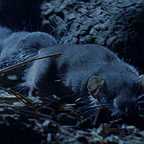  سریال تلویزیونی زندگی پستانداران به کارگردانی دیوید اتنبرو