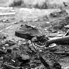  فیلم سینمایی Dawson City: Frozen Time به کارگردانی Bill Morrison