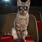  فیلم سینمایی گربه چکمه پوش به کارگردانی Chris Miller