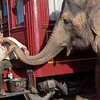  فیلم سینمایی آب برای فیل ها با حضور رابرت پتینسون