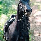  فیلم سینمایی Albion: The Enchanted Stallion به کارگردانی Castille Landon