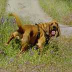  سریال تلویزیونی افسانه زدایان به کارگردانی 